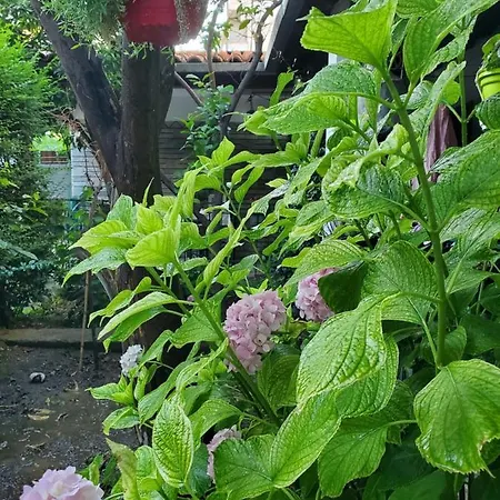 Unique Traditional House, Hosted By J&g Tirana