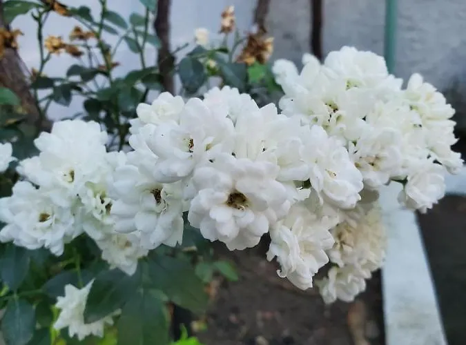 Unique Traditional House, Hosted By J&g Villa *