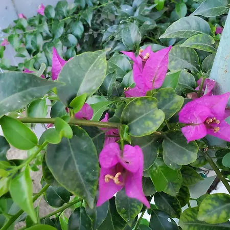 فيلة Unique Traditional House, Hosted By J&g *