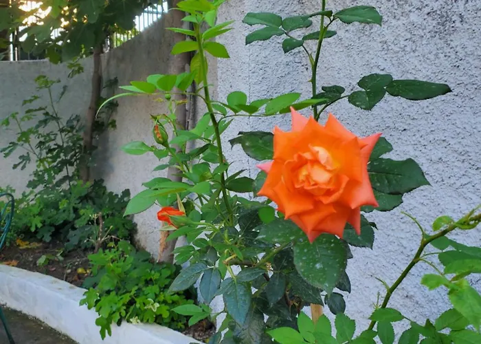 Unique Traditional House, Hosted By J&g *